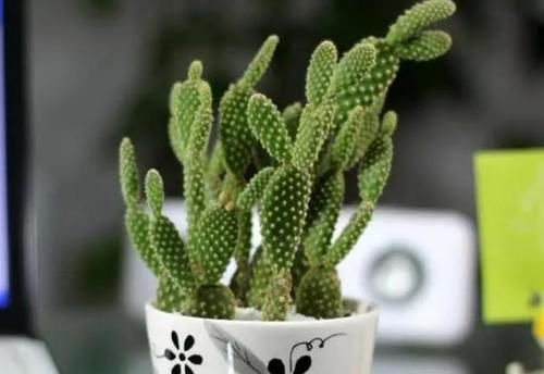 养花：新手用这5样“水”浇花，盆盆都能长得叶片油亮