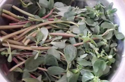 酒泡马齿笕,白发变黑发,巧治4种“常见病”,聪明人早就学会了