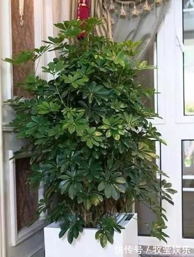 做好4点,鸭掌木安全度夏!天一凉快,叶子蹭蹭长,终年油绿