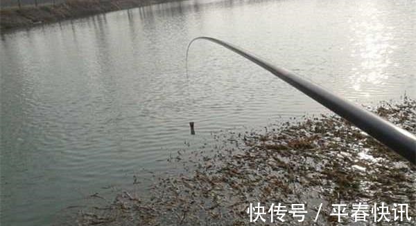 鱼情|冬钓聚鱼技巧,打窝诱鱼只是基本,以鱼诱鱼,才能做到鱼口不间断