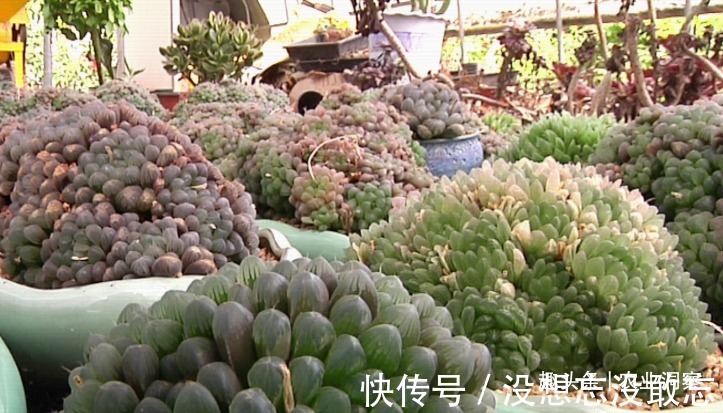 多肉植物|农村80后姑娘舍弃万元月薪，回老家大棚种这东西，没想到还很赚钱