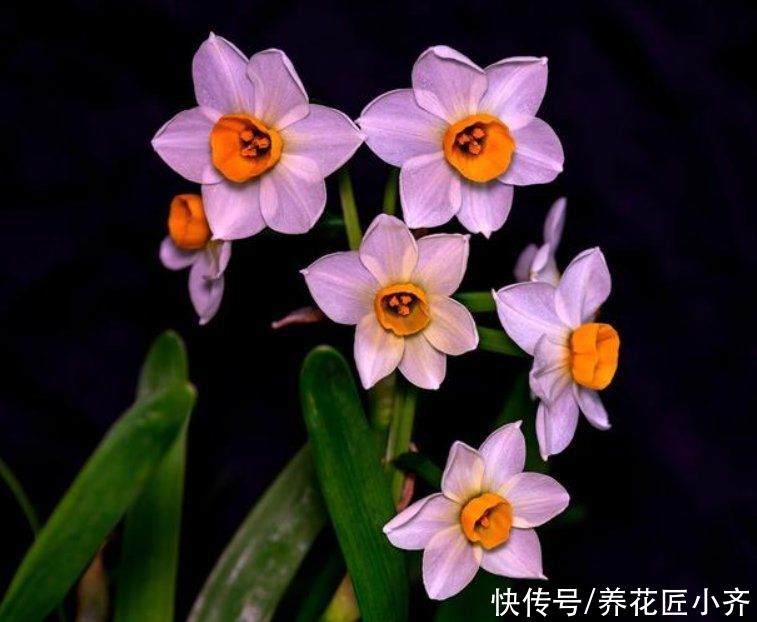 这些网红花，花商告诉你它好养，开花美，从来不提它“有毒”