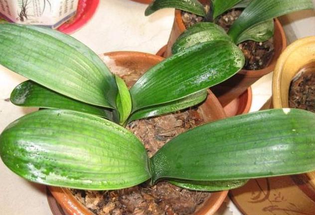 君子兰生长的好坏与“它”有关系,用上它不烂根,叶子油绿植株旺