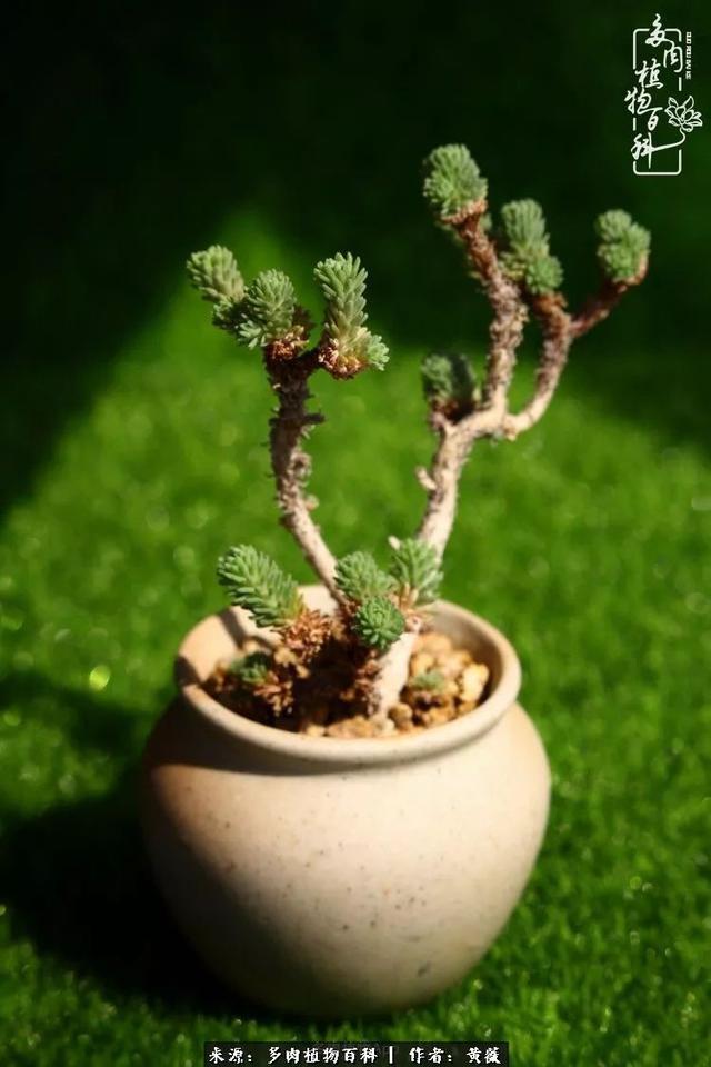 养了三年多肉，终于明白佛系养肉才是王道！