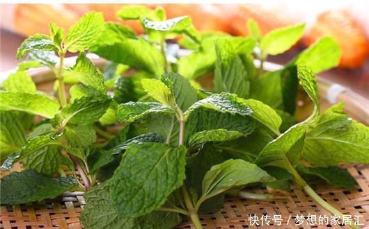 叮咬|可别小看香草薄荷的功效作用,一片叶子就能解决蚊虫叮咬的问题
