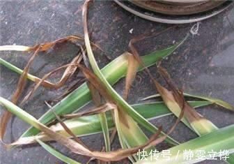 好好的吊兰，养着养着就“干尖”，恐怕是犯了4个错误，快避免