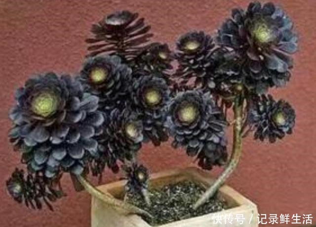 常见的4种多肉植物,也能养成漂亮的盆景,观赏效果更佳!