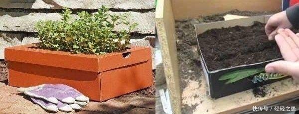 鞋盒原来也是养花一绝,能栽花种菜和沤肥,又省了好几百块钱!