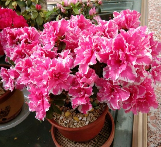 杀菌|养花自制杀菌水有什么方法?学会这几招,用料安全,见效快