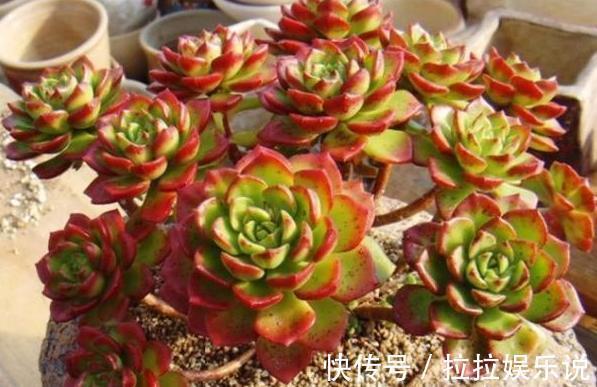 夏季养多肉，担心茎叶黑腐、化水居家盆栽此4种，烦恼全无
