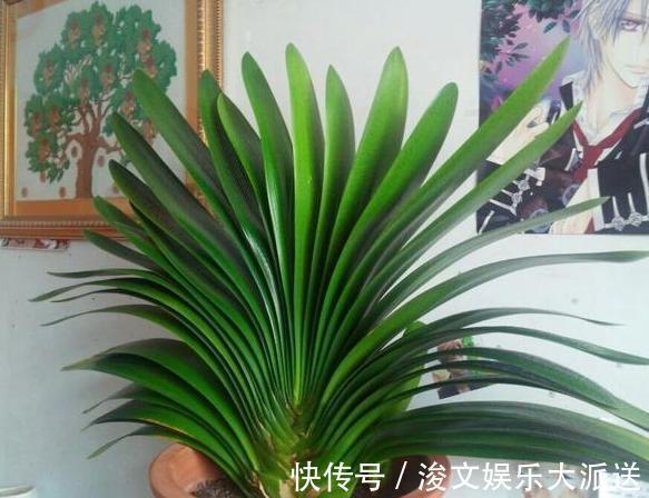 雌蕊|喜欢养花就扦插繁殖盆栽君子兰、矮牵牛,播种育苗十拿九稳