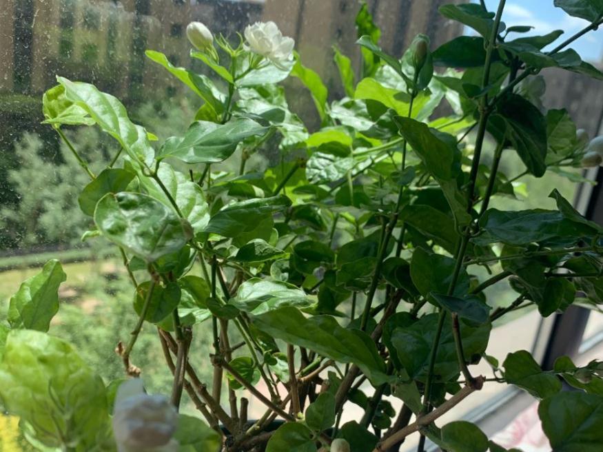 90岁老爷爷为初恋种了满院的茉莉,每次开花,就会引来路人观望