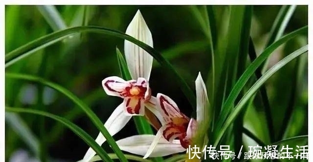 兰根|兰花有“三喜三怕”，顺着它养护，顺利春化，独苗绽放层叠群兰