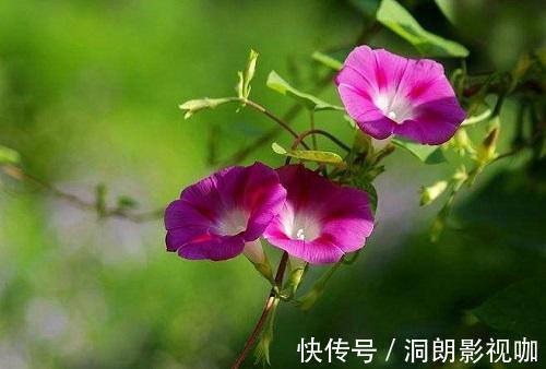 花型|十二生肖有专属自己的“守护花”，看看你是哪一种，你家养了吗