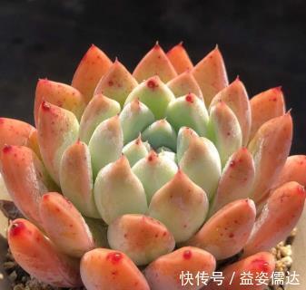 多肉植物|忘了奥普琳娜吧,养一棵阿尔巴佳人,叶片更肥厚,容易出状态