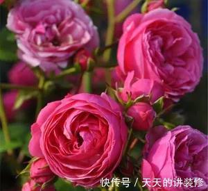 安吉拉|这家月季育种公司,是抗病月季品种制造机