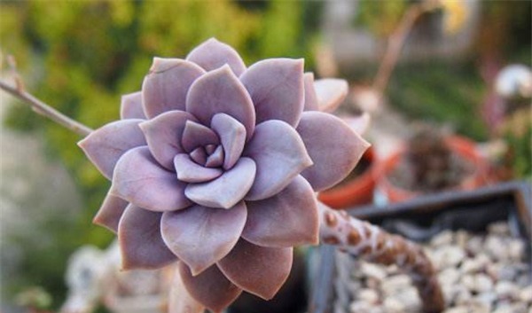神秘高贵的紫色多肉植物,每一种都美极了,你认识多少种