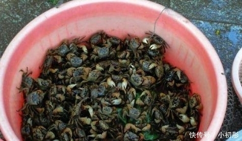 种食物|被南方人称为“天下奇鲜” 北方基本没人吃过!