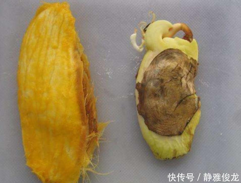 小苗|吃完2种水果，种子别扔，种到花盆里，长出美丽小盆栽