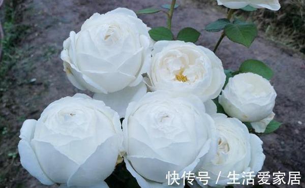 花型|10款切花月季品种推荐,送给爱你的人和你爱的人,快收藏