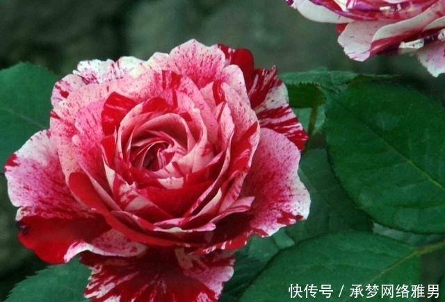  开爆|爱你的小花匠，七夕前，养好了20种月季花，随便1种都已开爆盆