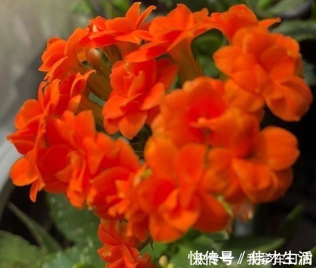 养花时注意，这4种花切不可用大花盆，越小越好，长得旺盛有气质！