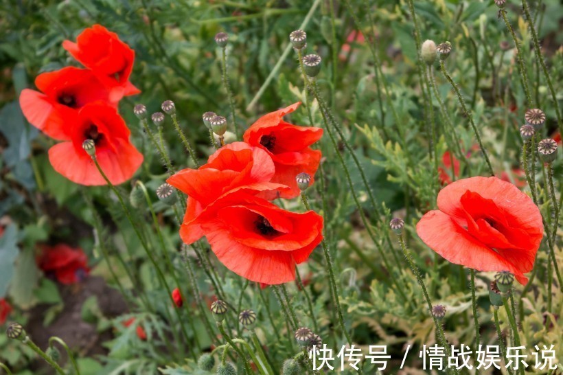 在职场|记性不太好的三生肖，经常惹麻烦，身边有这样的朋友吗