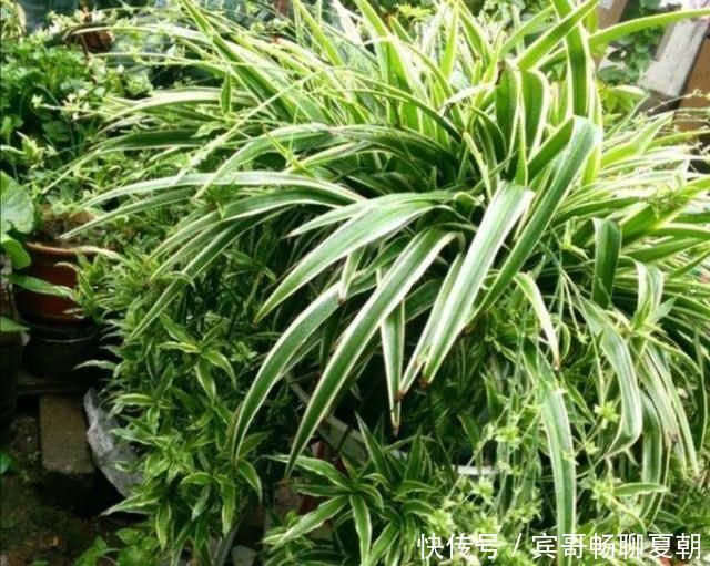 植株|家里吊兰开花了，到底留下来好还是剪掉好