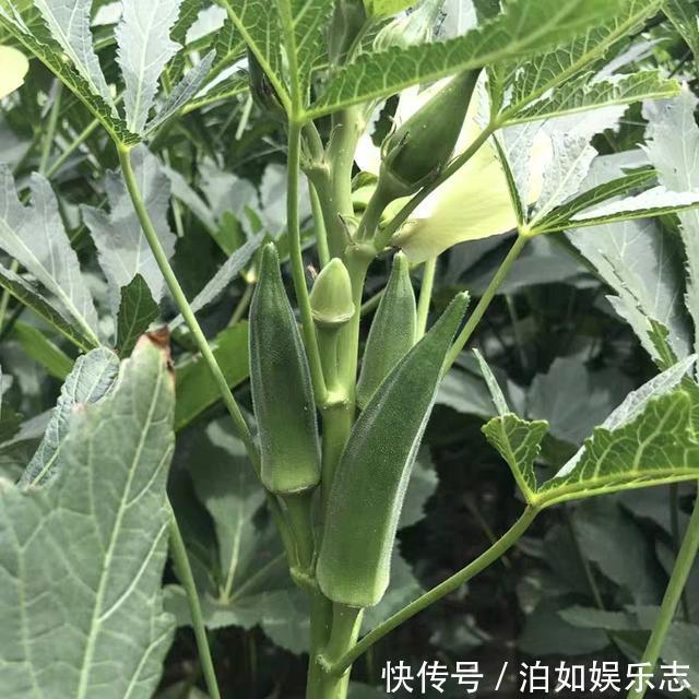秋葵|外形酷似辣椒却是保健蔬菜,不好吃价格还贵,为何人们抢着吃