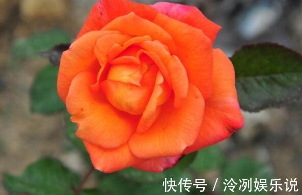 想养花选“它”花语一份神秘的爱,花姿艳丽夺彩,比菊花还美