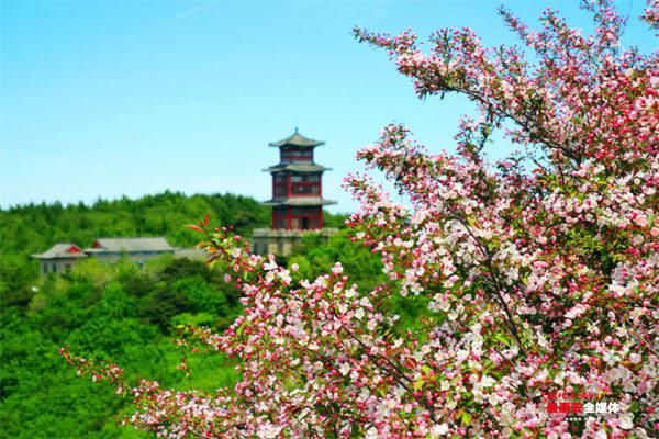 海棠花海|岱顶浅夏如烟，海棠花开正浓——泰山景区加强植被资源保护 打造繁花不断岱顶风光