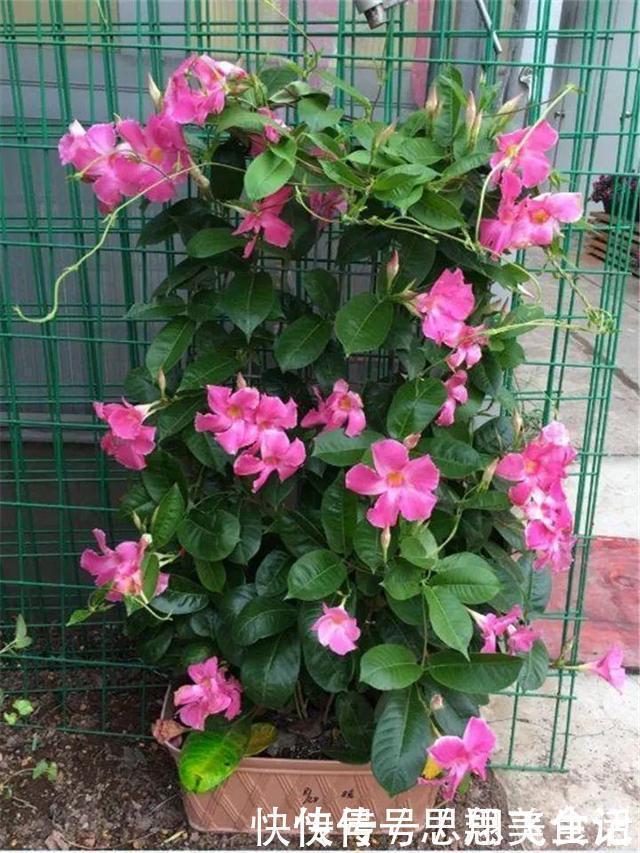 花苞|这花一开就是大半年,枝条沾水就活,根比萝卜还粗