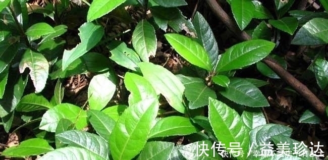 矮地茶|这东西，俗称“矮地茶”，南方很常见，遇到请重视