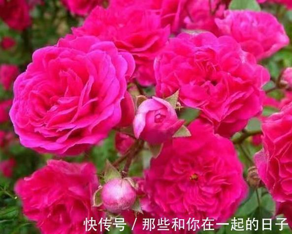 漂亮|喜欢在家中养护漂亮的花卉,就选择花色艳,花期长,开花美丽的花