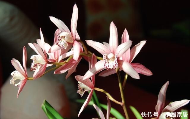  技巧|兰花栽种的3个技巧，大大提高成活率！