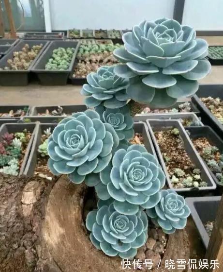 玉蝶|公认难养的8种多肉,爱生病长不好,新手别轻易尝试,白费了