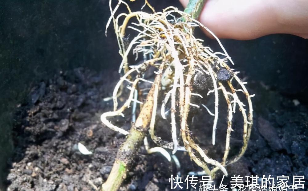 烂根|养花时明明没有多浇水,为什么还是“烂根”了?原因在这儿