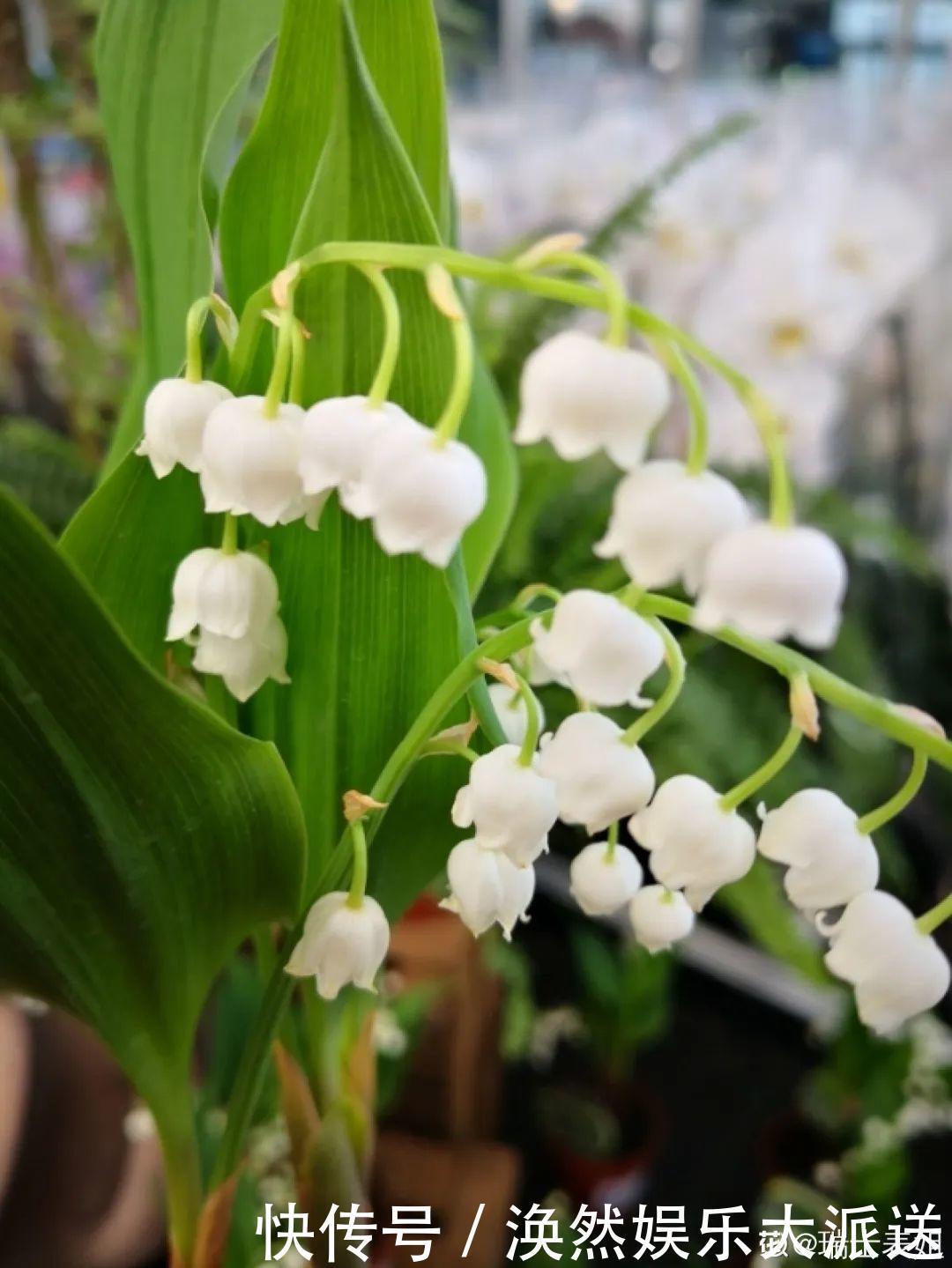 5种花真稀罕,叶子越晒越红彤彤,一盆能开20朵!