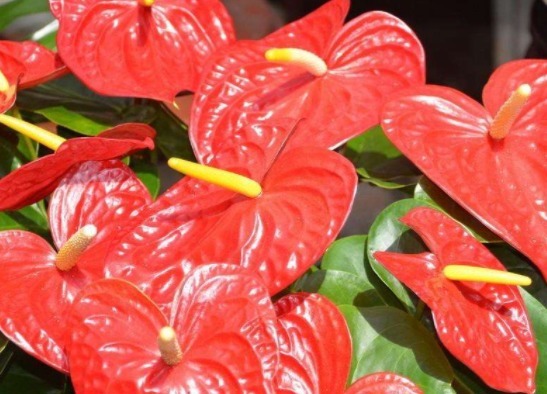 养花养个寓意好的,花色缤纷艳丽,好养如绿萝,一年四季都开花