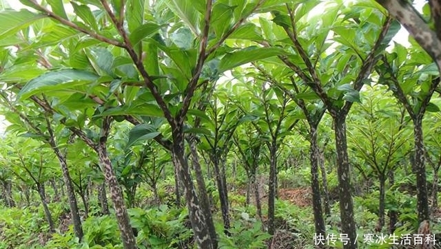 美食|它是国内传统美食,却全株含毒,如今更是网红美食,很多人爱吃