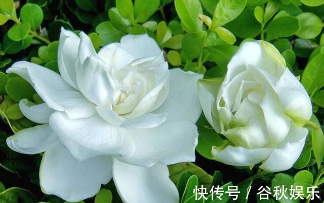 gt|磷酸二氢钾“使用方法”!怎么用什么时候用,有不少注意事项!