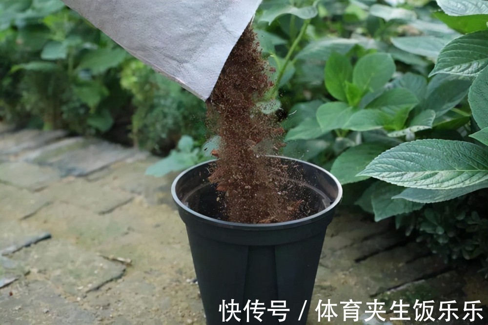 养花就是养土,这些“壳”随处可见,把它们埋土里,土壤不板结