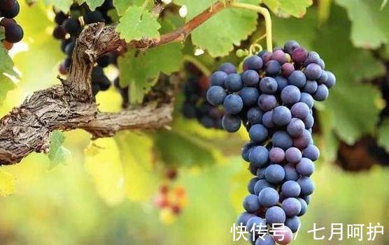 蒲公英|人到中年想长寿,要坚持吃的食物,排毒养颜,延缓衰老