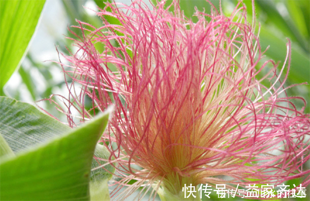 血液流|50岁后多吃3种“溶栓剂”,血管不堵了,身体清爽了,健康更长寿