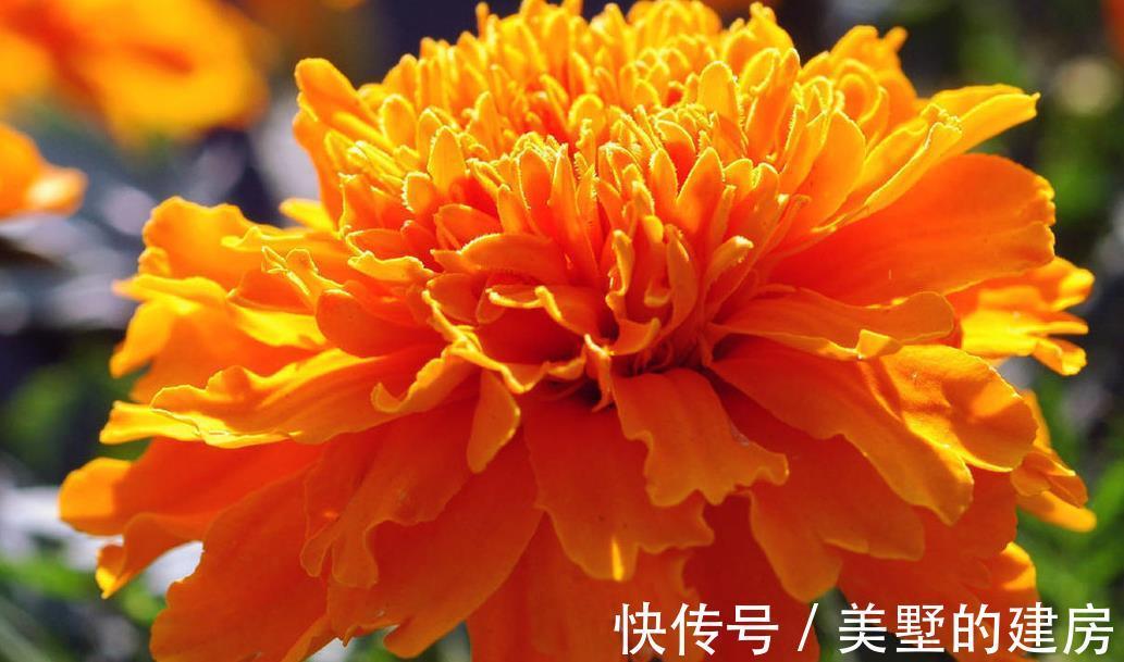 薰衣草|这些植物是蚊虫克星,夏天到了养上一盆,不用买蚊香啦