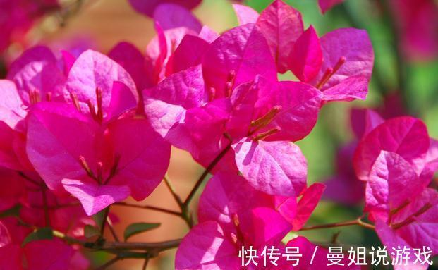 给三角梅促花,我只用一种肥,15天一次每次开花满满