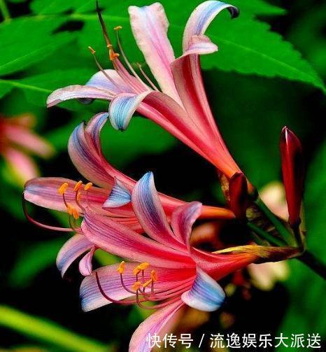 仙女花|阳台养盆“仙女花”，花开似百合，却比牡丹美，还能四季赏花不休