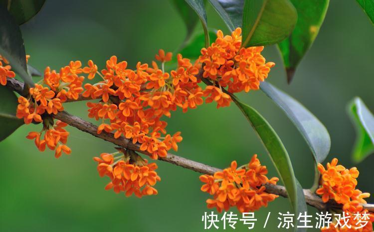 桂花冬季养护注意几点,浇水不可太随意,不然容易烂根死亡