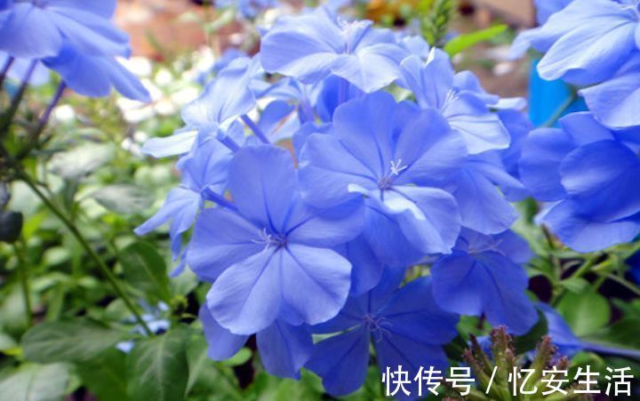 家中“5个”位置不能养花,要么黄叶又烂根,快搬走,才能长得旺