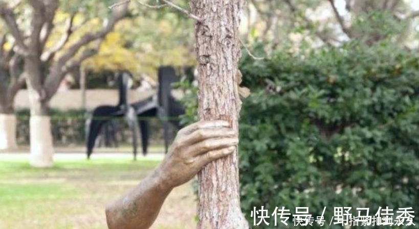 吉塞普#世界上最孤独的手,握着一棵树50多年,从来没有松开过!